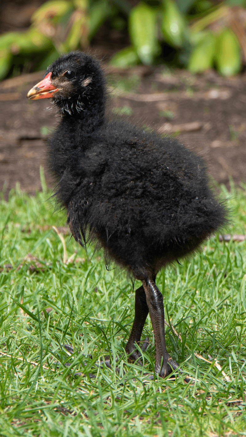 Moorhen Chick