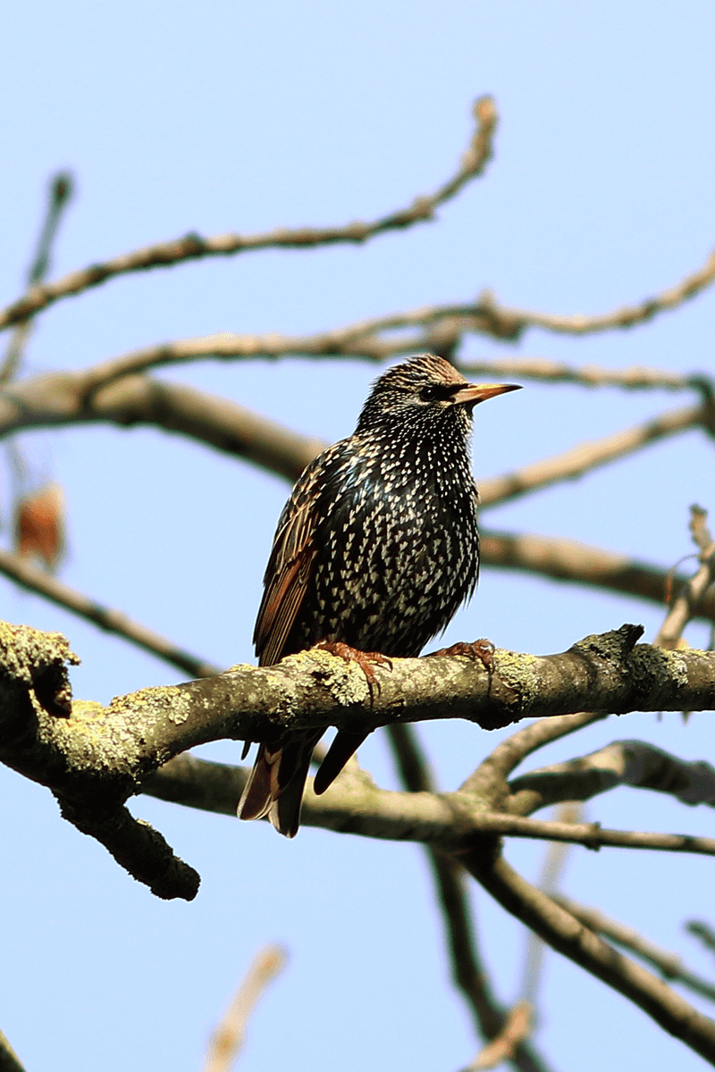 Starling