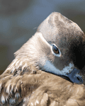 Birds By Water - photo97