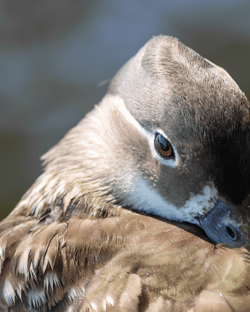 Mandarin Duck