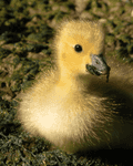 Birds By Water - photo98