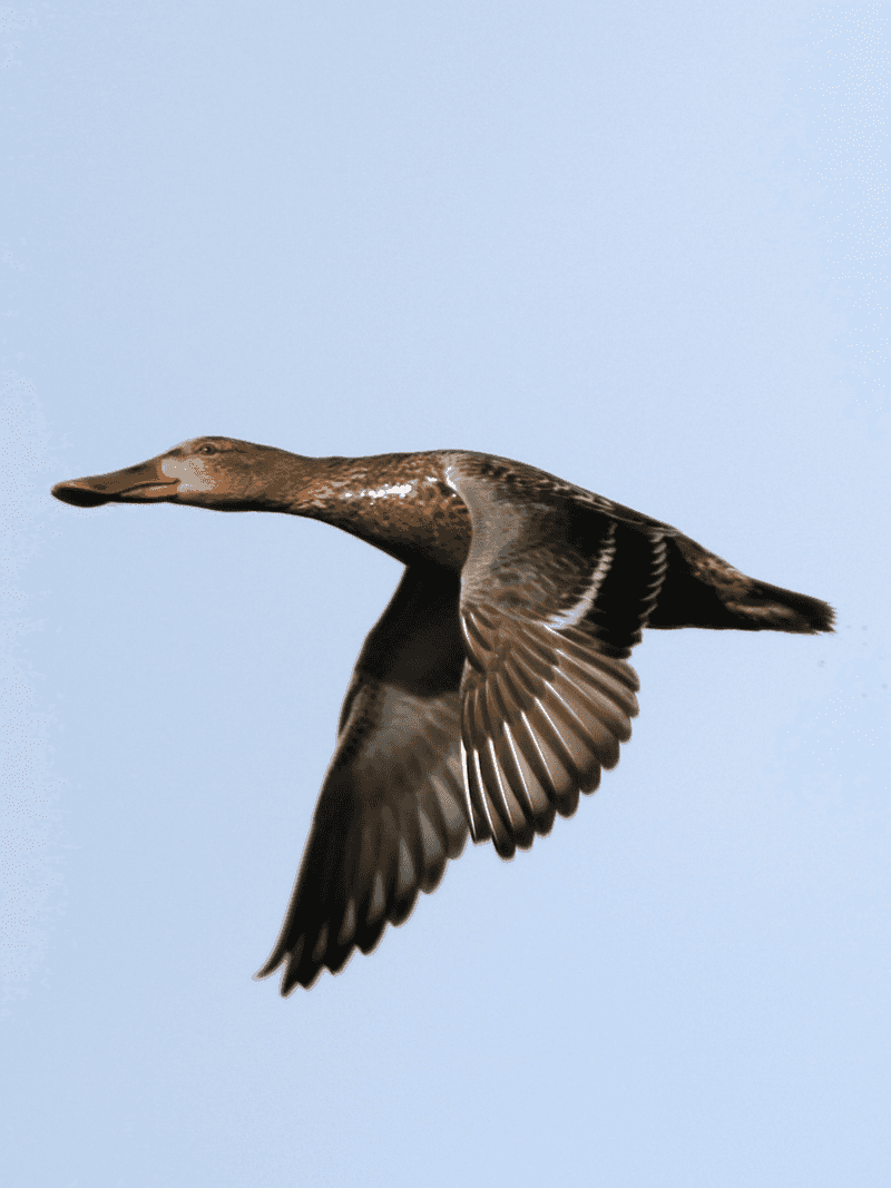 Northern Shoveler