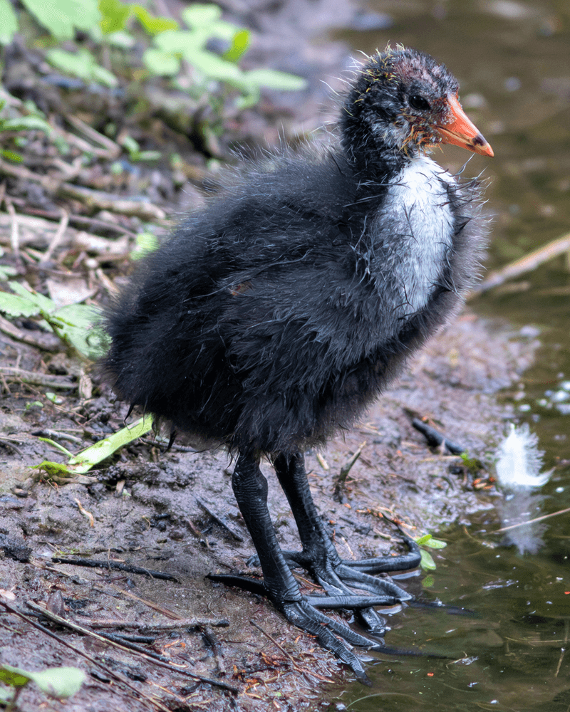 Moorhen Chick