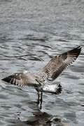 Birds By Water - photo2