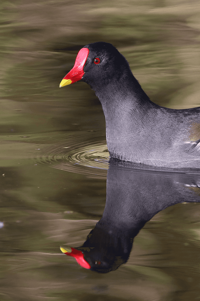 Moorhen