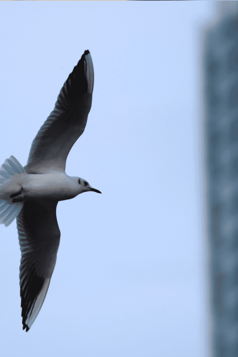 Black-headed Gull