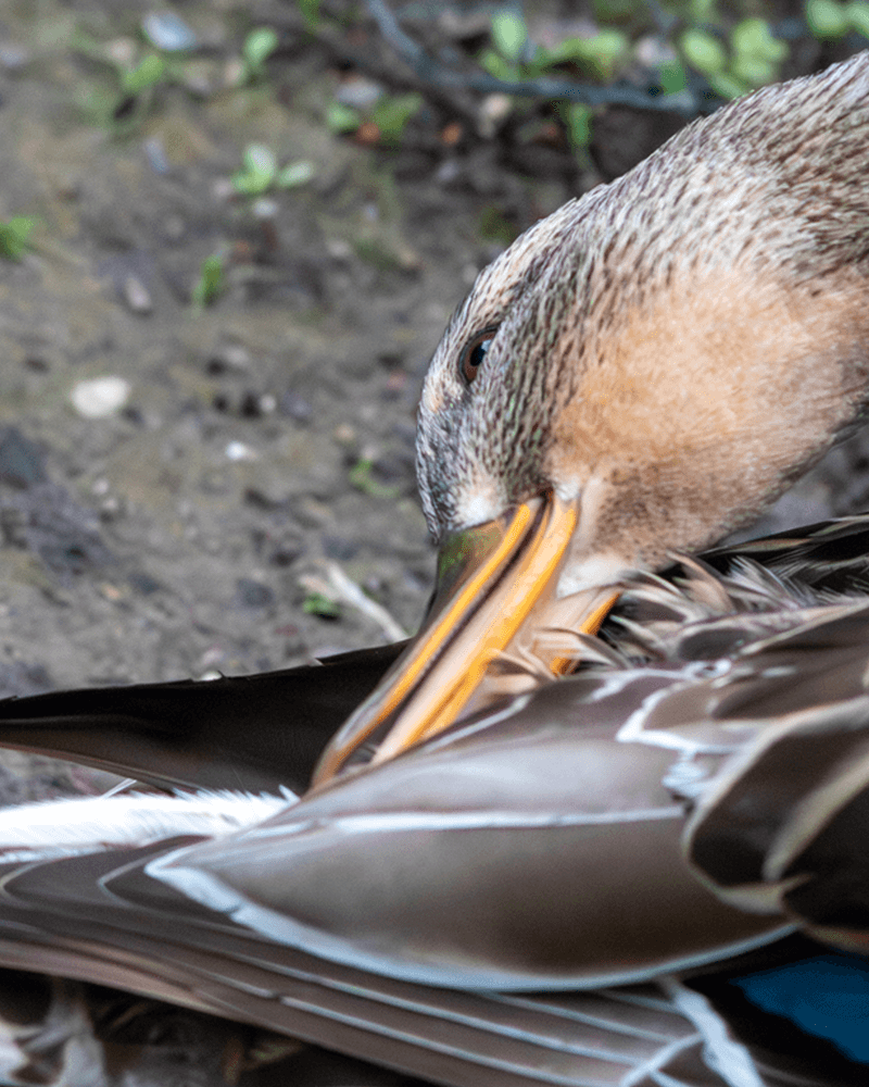 Mallard Duck