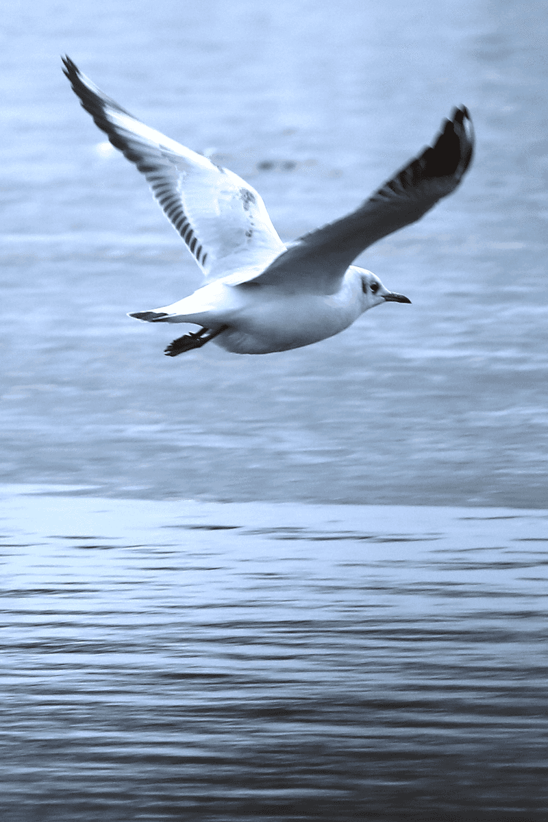 Black-headed Gull