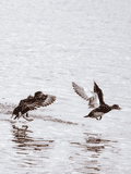 Birds By Water - photo55