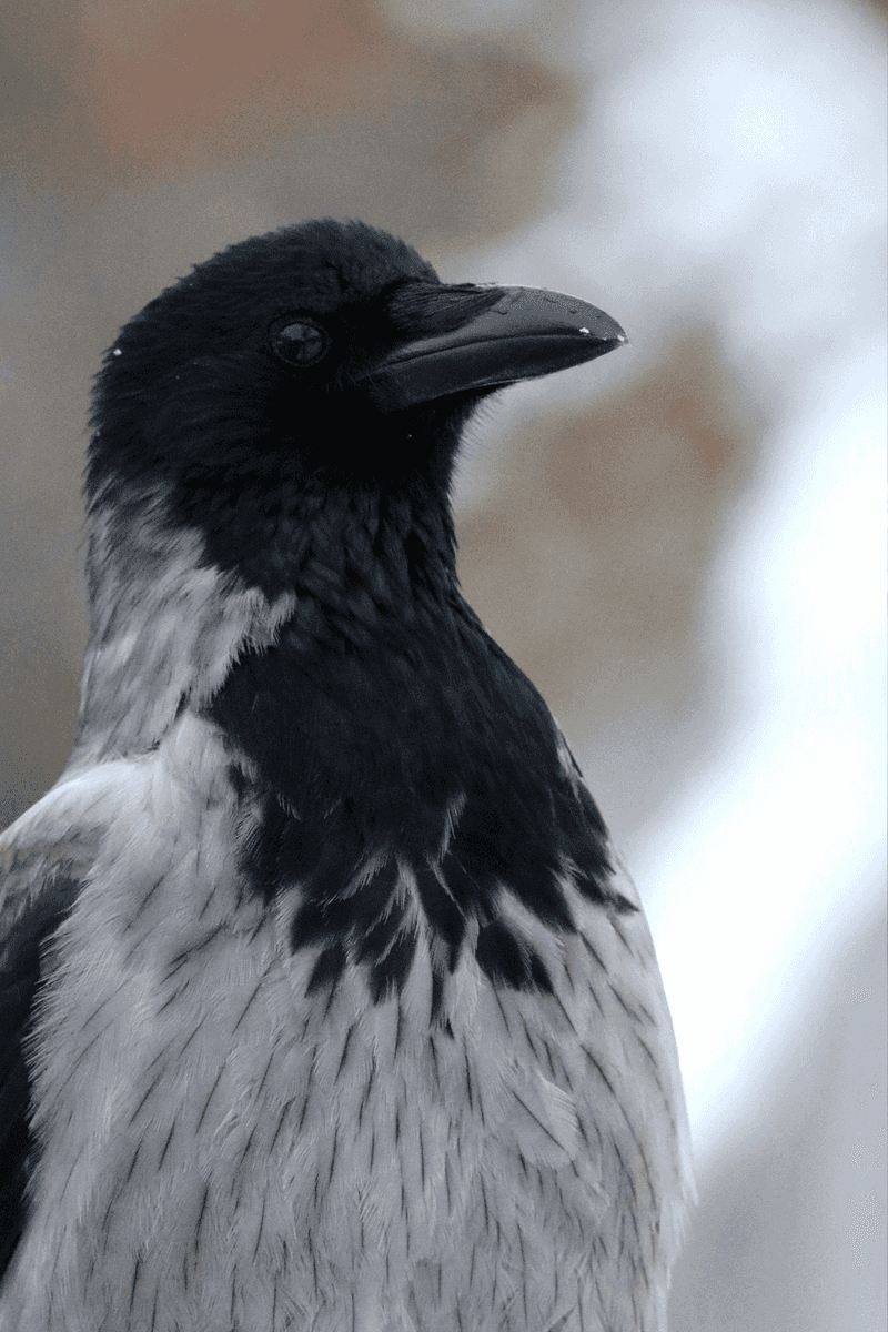 Hooded Crow