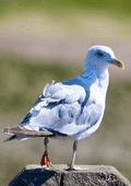 Birds Perched - photo64