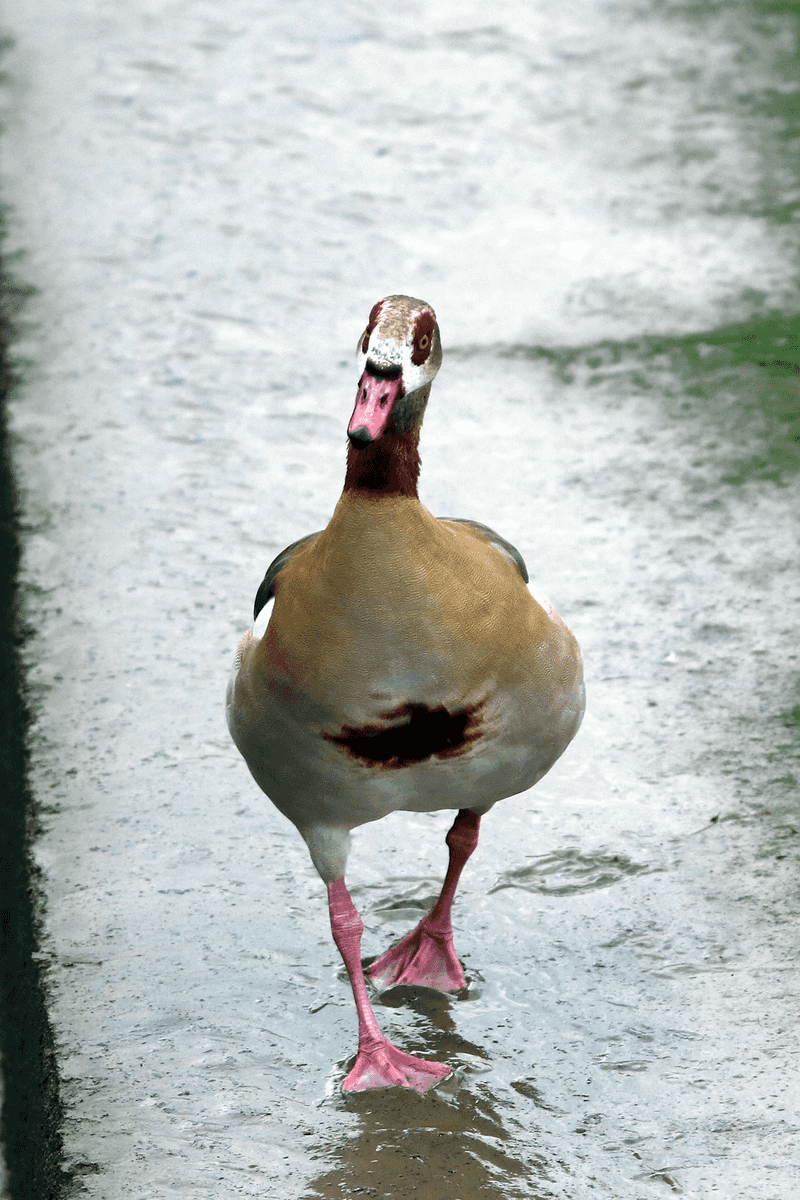 Egyptian Goose
