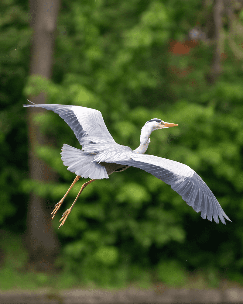 Grey Heron