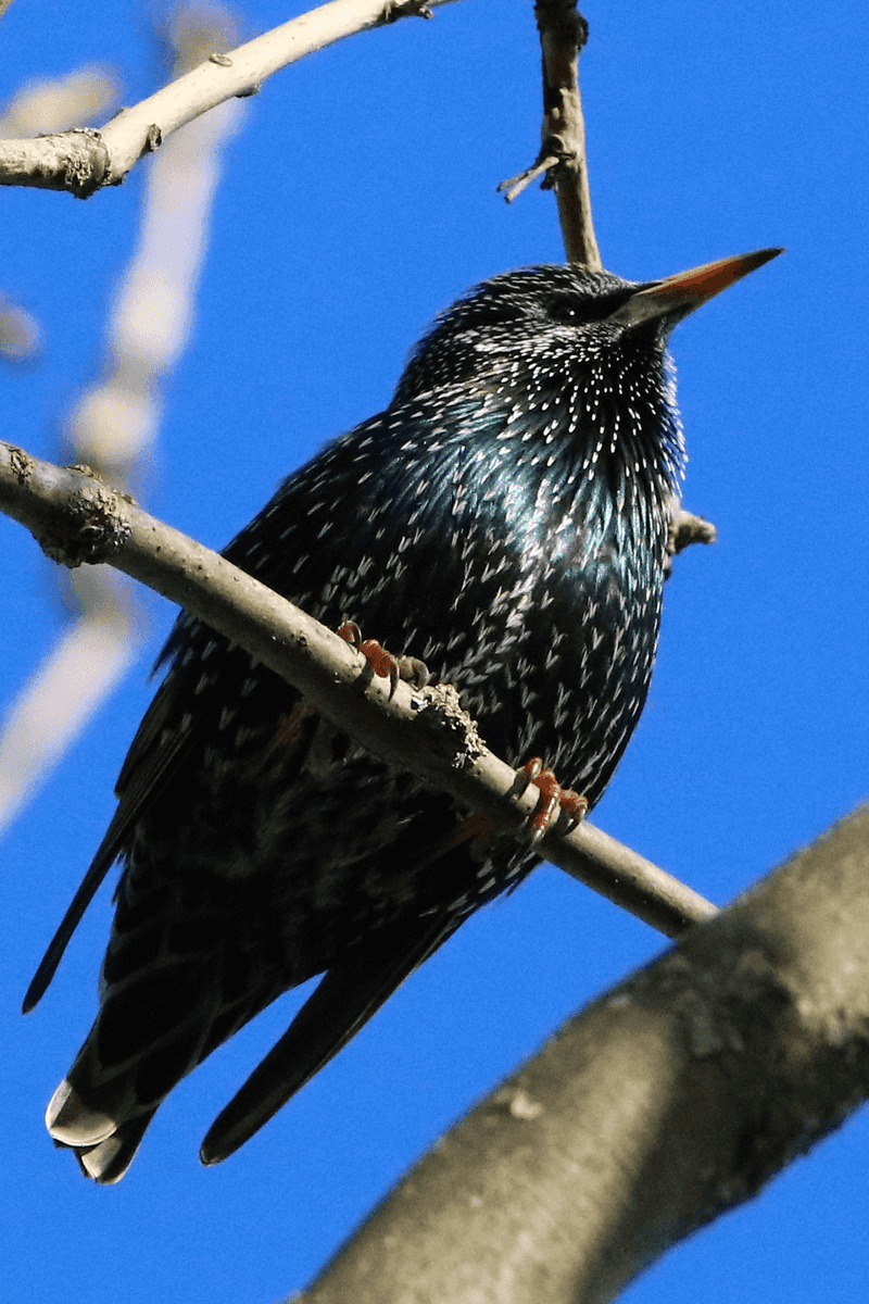 Starling