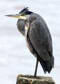 Birds Perched - photo67