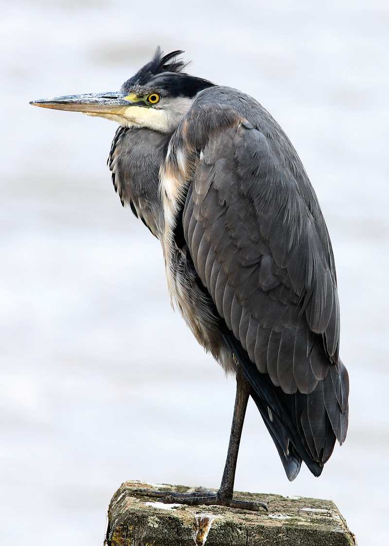 Grey Heron