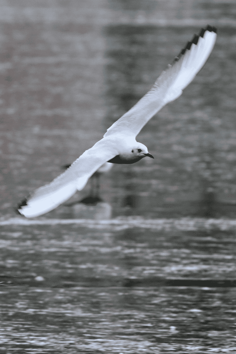 Black-headed Gull