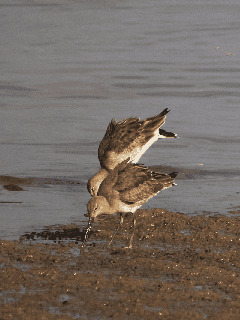 Black-tailed Godwits
