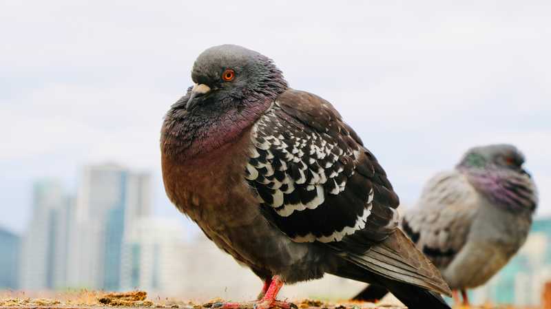 Feral Pigeons