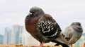 Birds Perched - photo65