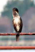 Birds Perched - photo68