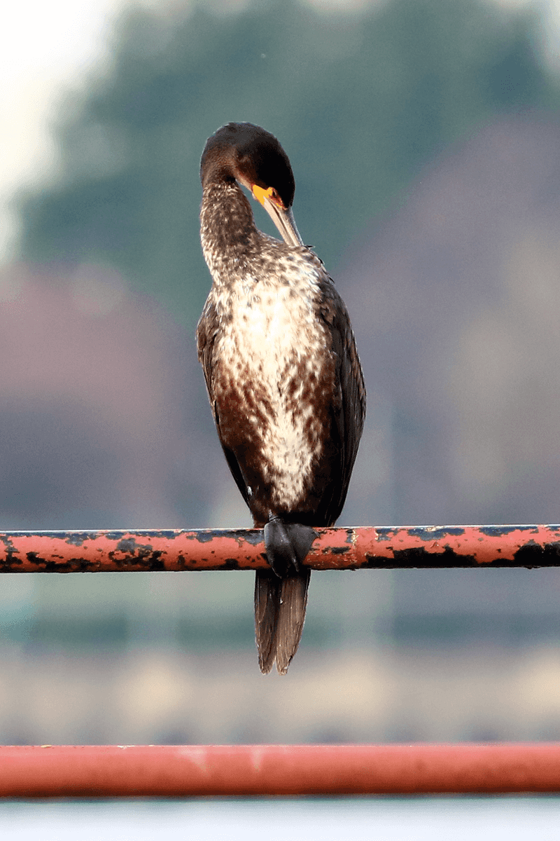 Cormorant