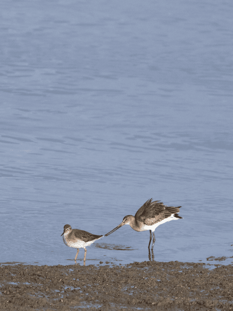 Redshank & Black-tailed Godwit