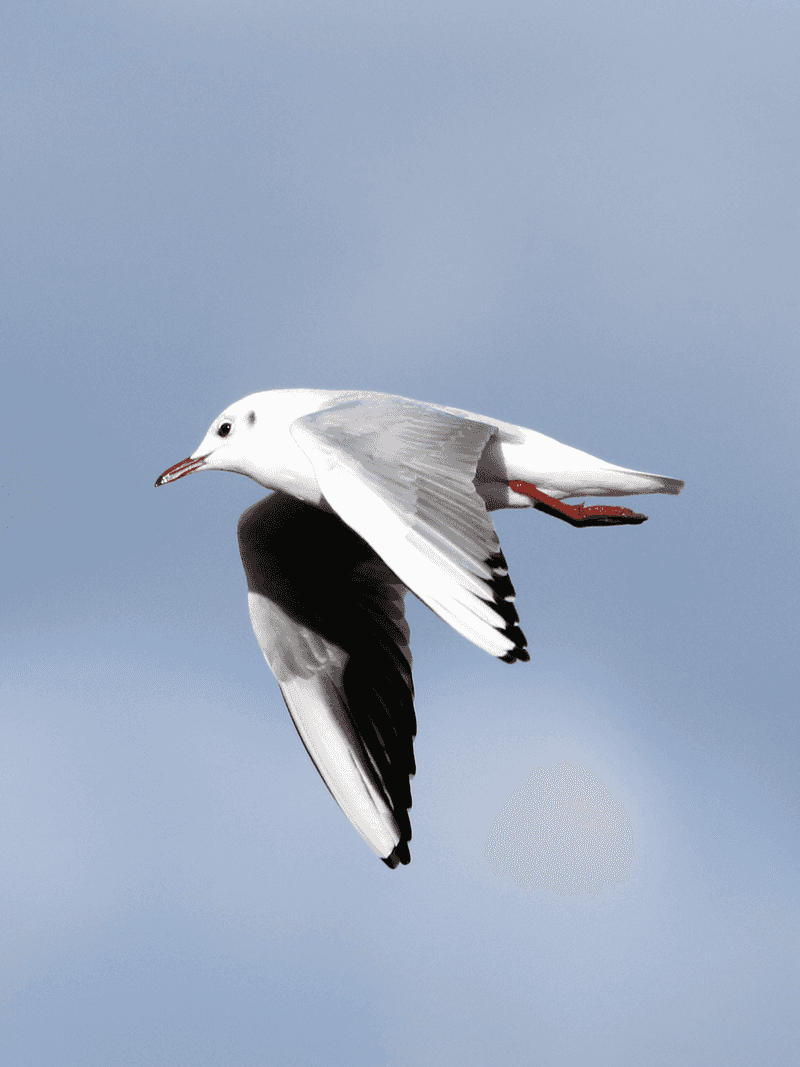 Black-headed Gull
