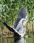 Birds By Water - photo94