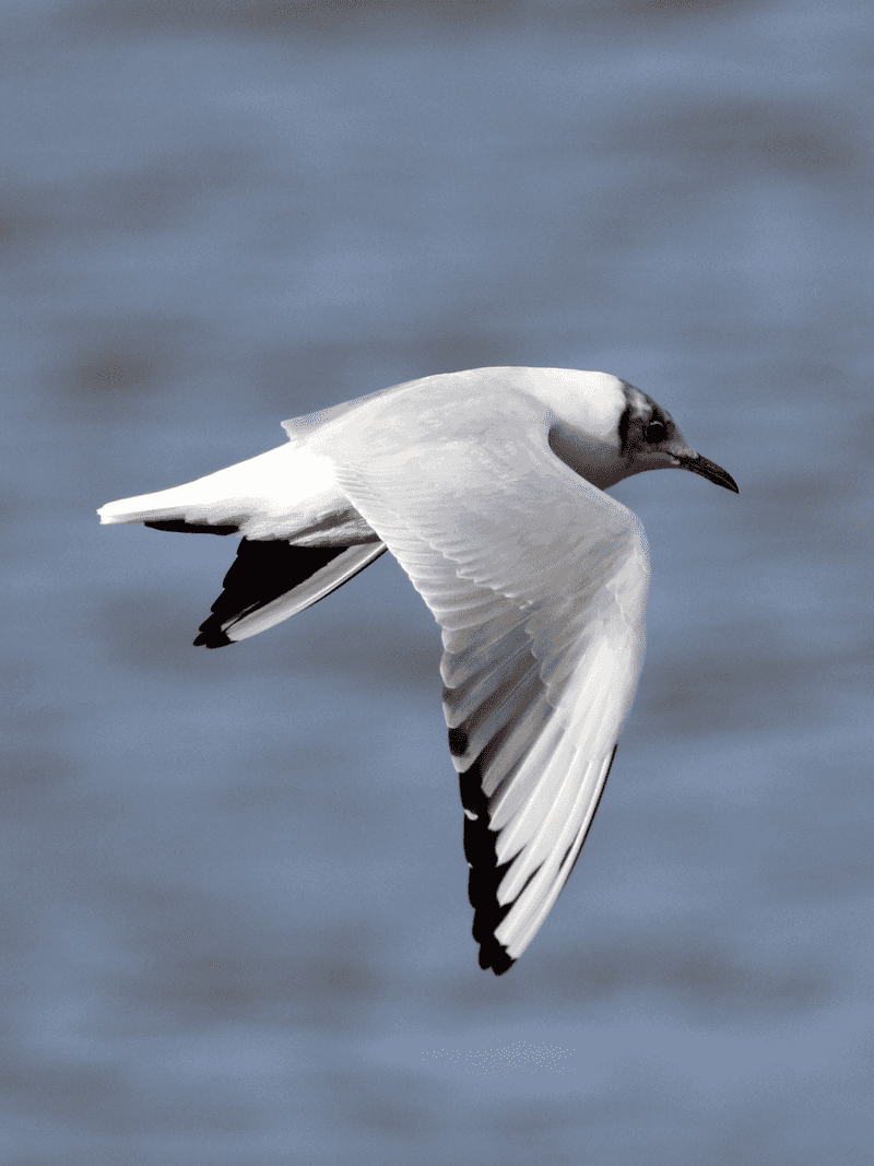 Black-headed Gull