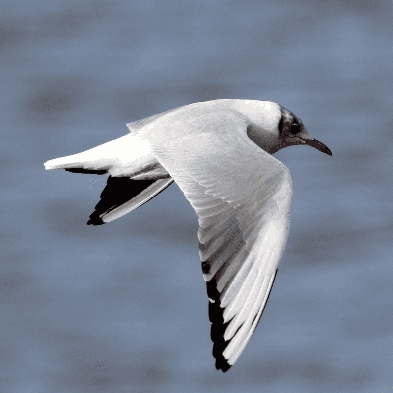 Birds In Flight