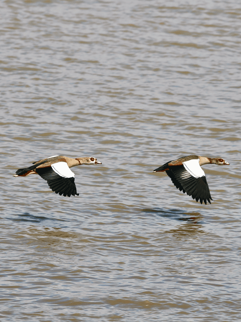 Egyptian Geese