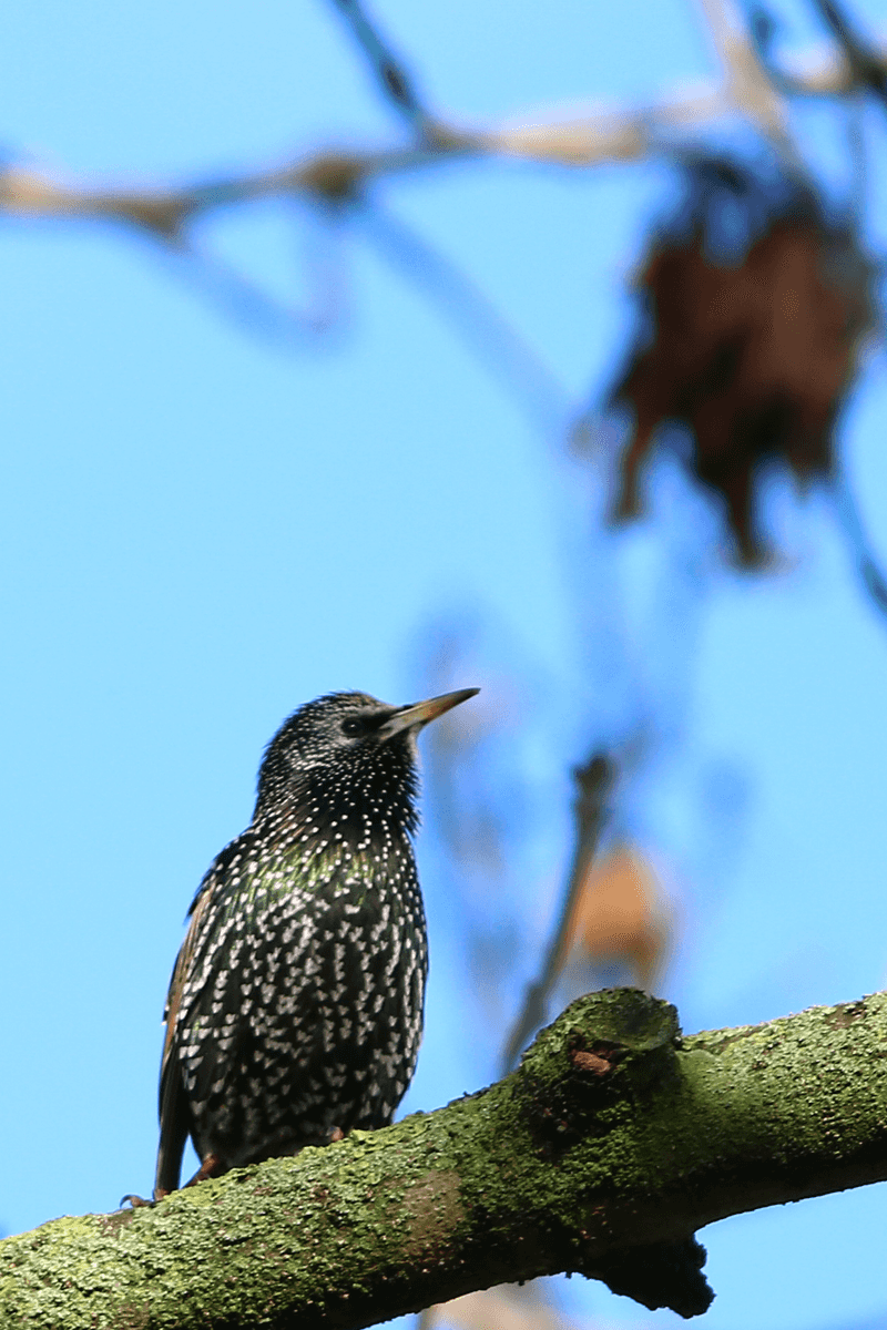Starling