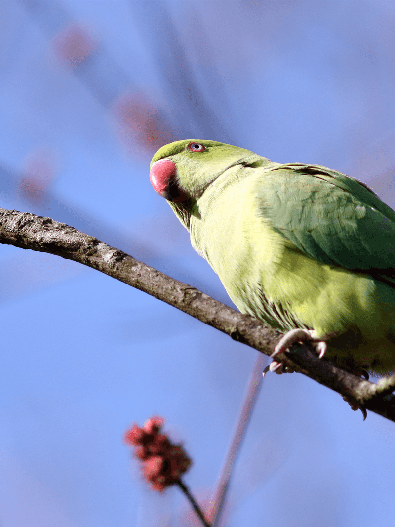 Ring-necked Parakeet