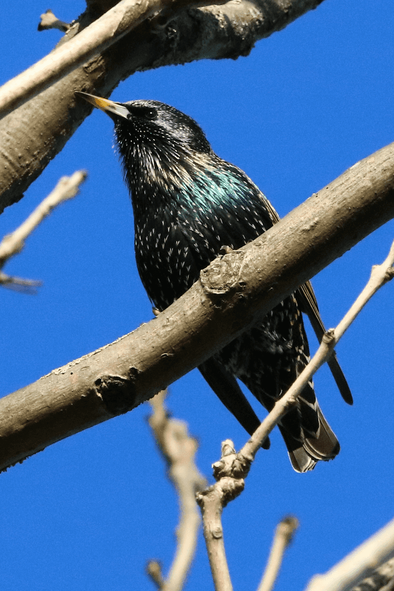 Starling