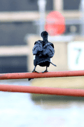 Birds Perched - photo70