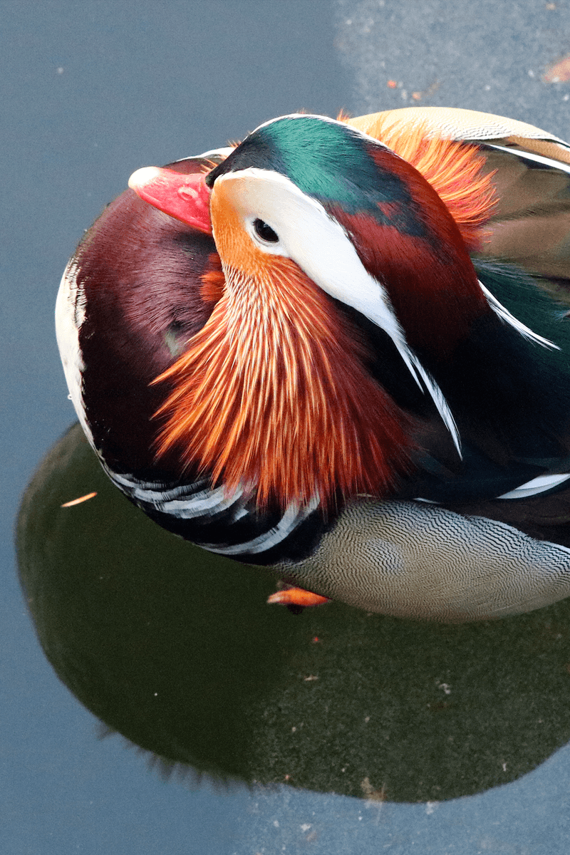 Mandarin Duck