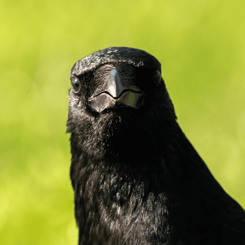 Birds Perched