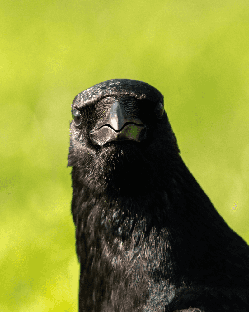 Carrion Crow