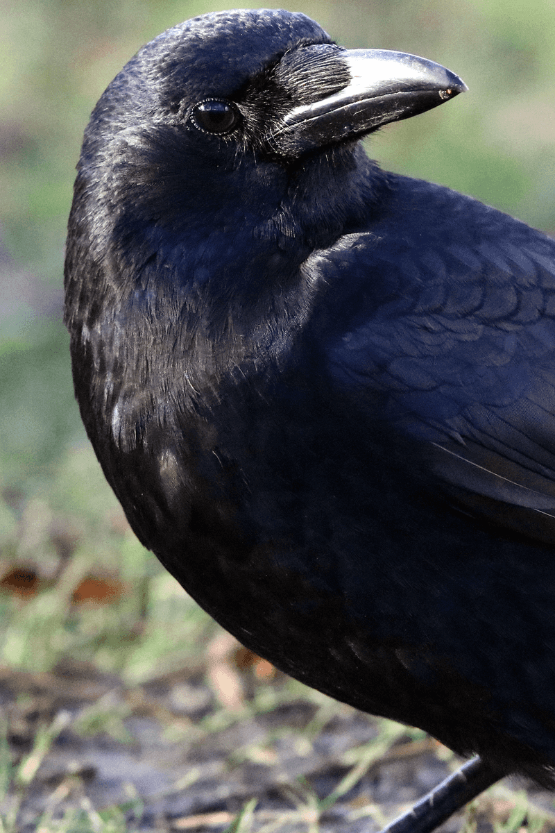 Carrion Crow