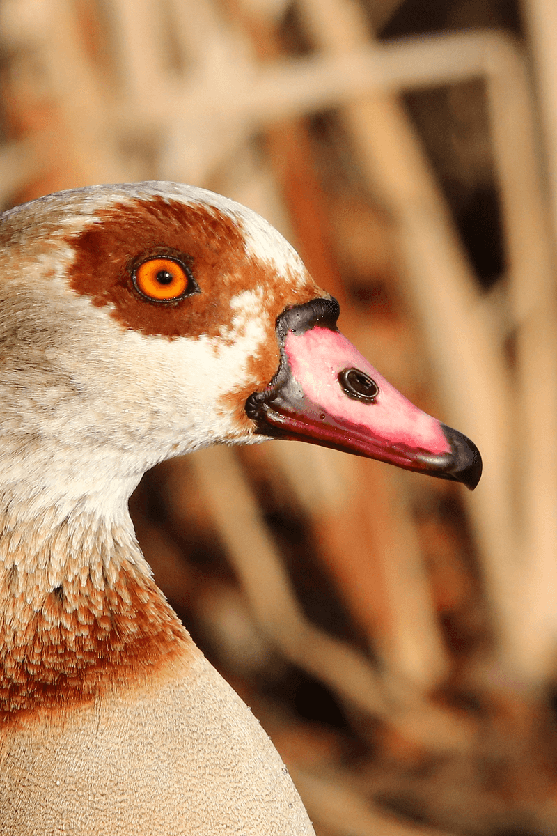 Egyptian Goose