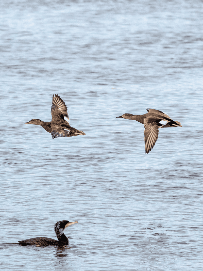 Gadwalls & Cormorant