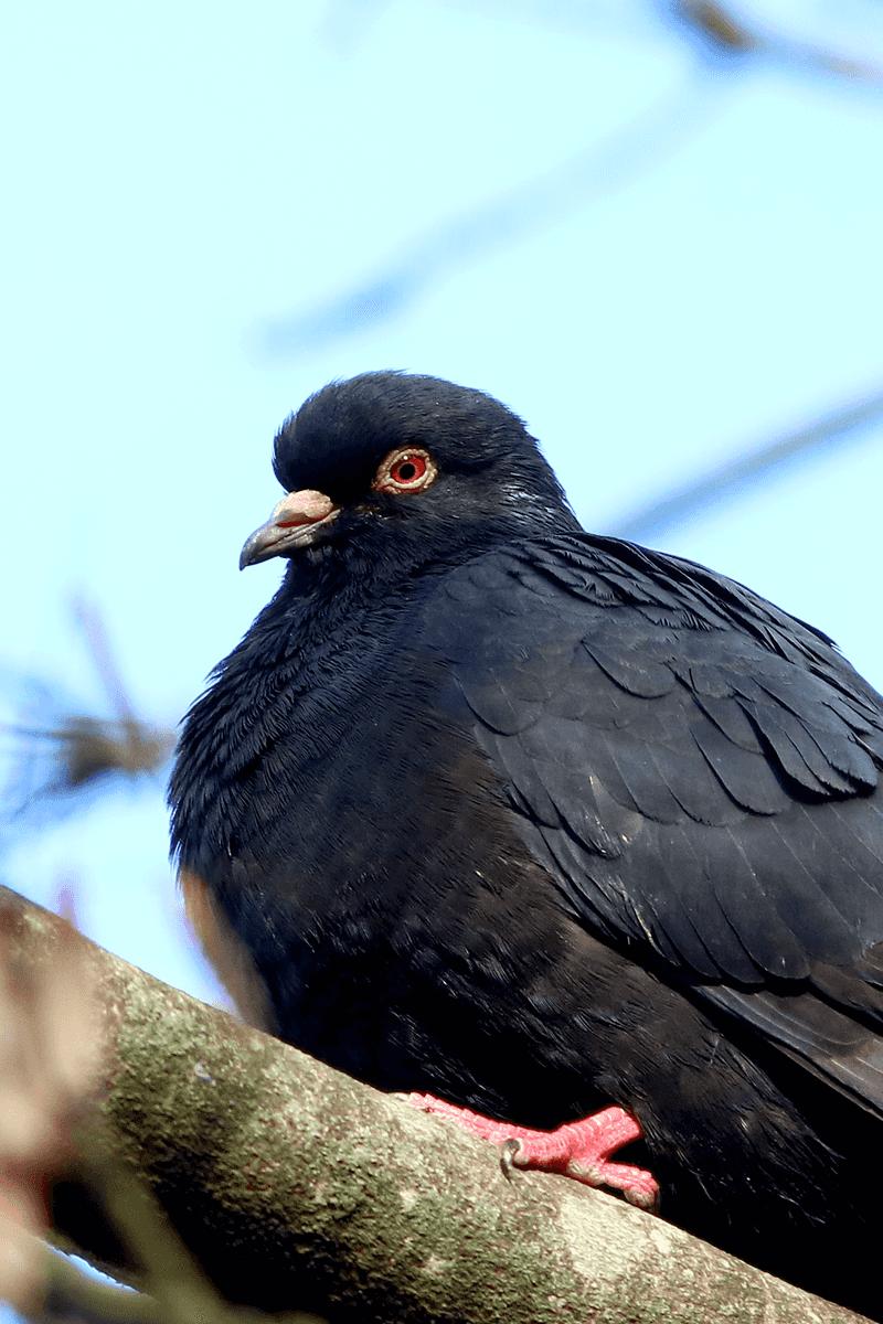 Feral Pigeon
