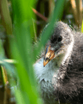 Birds By Water - photo92