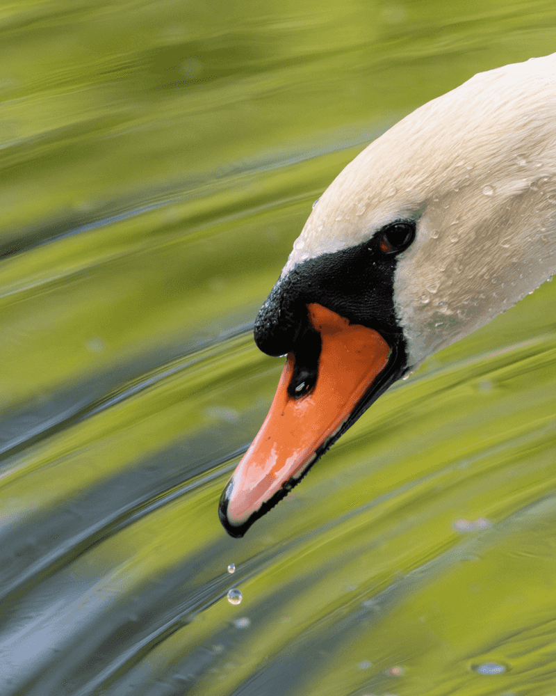 Mute Swan