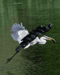 Birds By Water - photo93