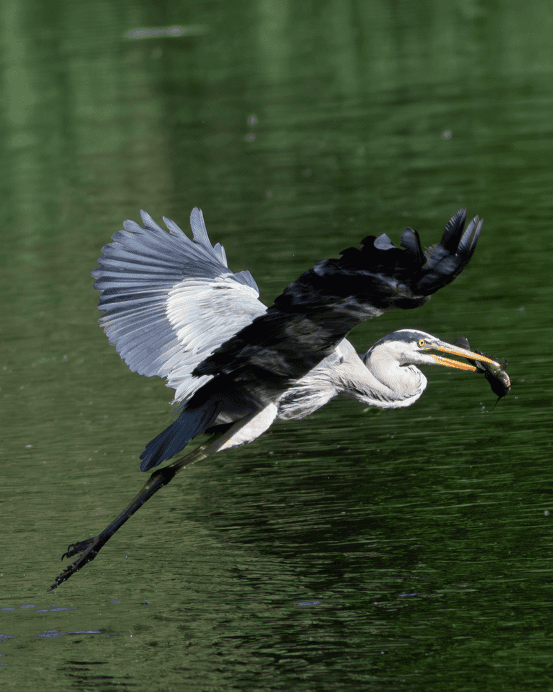 Grey Heron