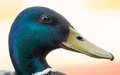Birds By Water - photo101