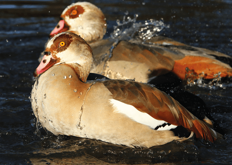Egyptian Geese