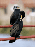 Birds Perched - photo62